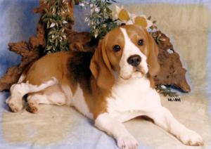 Crufts - 1998