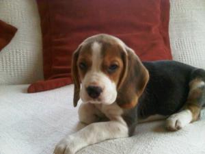 Lily - 9 wks old