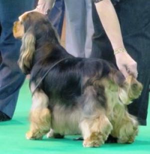 Lucas at Crufts 2011