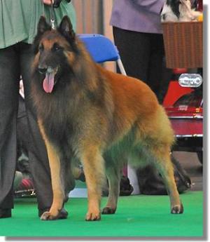 Winning best of breed at Crufts 2011
