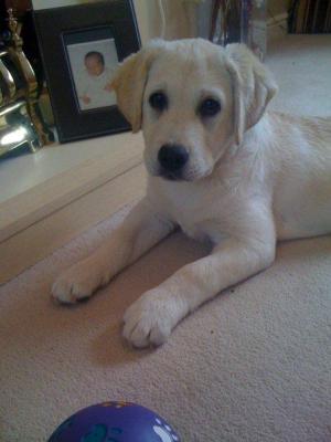 Bow approx 5 months old