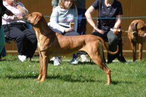 Nobby in his prime in the show ring