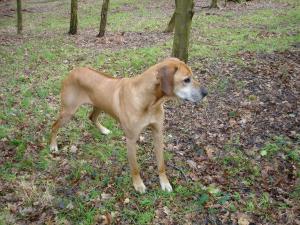 Nobby age 10 years