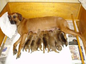 Rita & 1 week old pups including Dolly & Dave