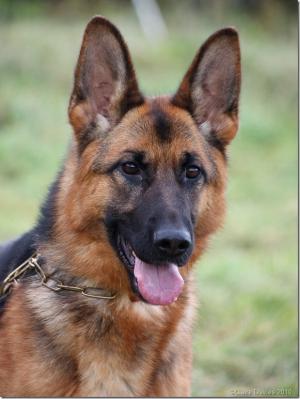 Dina
