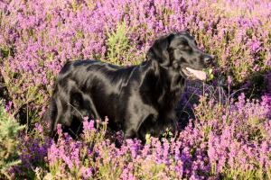 Blue in the heather 31.07.07