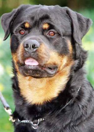 Tommy copyrite Jantavia rottweilers