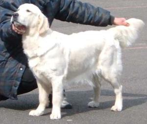 Aimee at Windsor Gundog Society Open Show