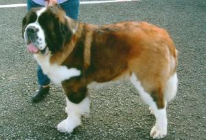 Chip Age 3