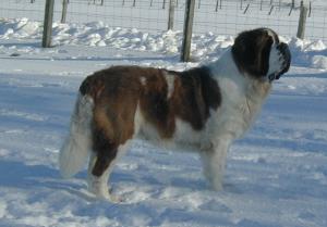 Dana enjoying the snow