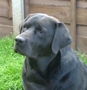 My beautiful Hannah age nearly 10.