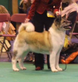 Milly aged 10 winning Best Veteran Bitch