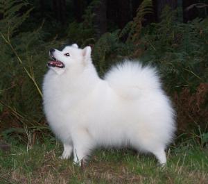 MISSY IN THE FOREST