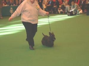 Murphy at Crufts 2004