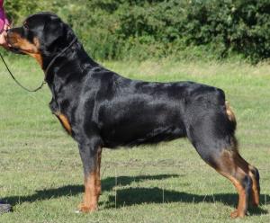 Pearl - Dromnagus Dark Pearl at 2 1/2 years