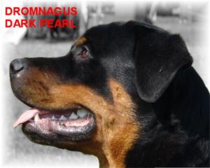 Pearl - Dromnagus Dark Pearl at 7 months