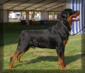 Diesel - Dromnagus Dark Intruder at 20 month