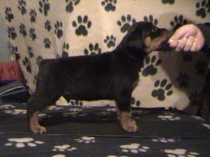 Diesel - Dromnagus Dark Intruder at 5 weeks