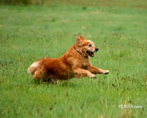 Rowan having fun on Salisbury Plain