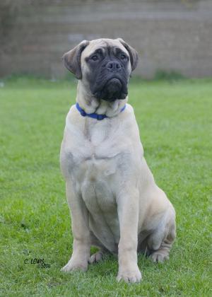 wilfy 5 month's