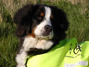 Jodi - pat dog