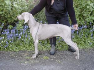 Misty aged 11 and a half