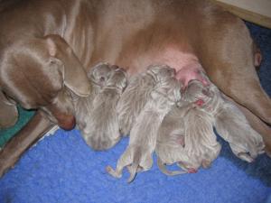 Marnie and her pups 7 December 2006