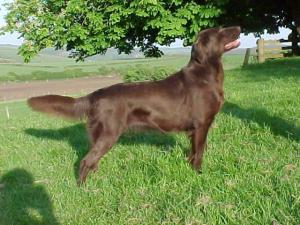 Phoebe, our lovely liver girl -
