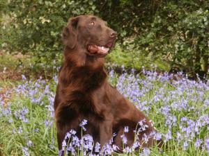Phoebe - bluebells in the Chilterns