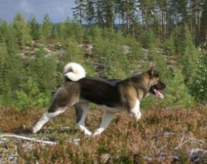 FIN CH SHYLLAR NO LOOKING BACK