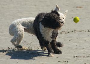 Tangle at the spainsh water dog beach day trip