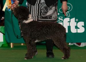 at crufts
