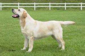 Holle as a pup