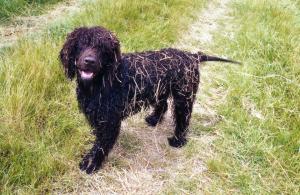 Giggs..in his Worzel Gummidge outfit!