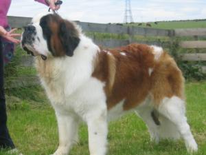 Jasper at 18 months