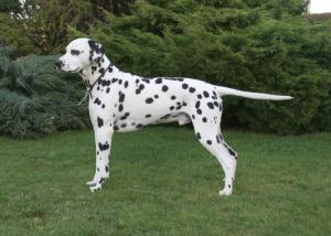 One of Micky's litters