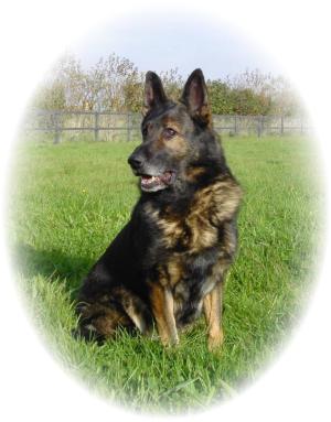 FREDDIE AT  9.yrs.plus