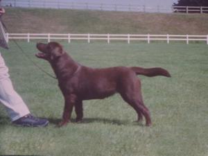 The baby of the kennel