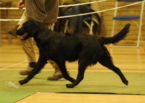 Daisy winning Open Bitch SFRC 2010