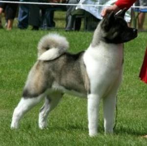 Koo winning her 2nd CC