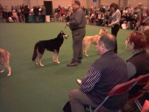 Tuc in the Dog Challenge Line-up
