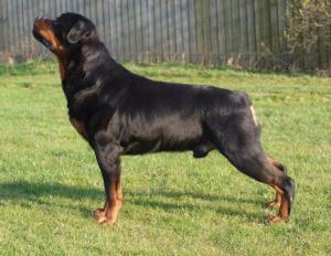 Dexter 6 years old
