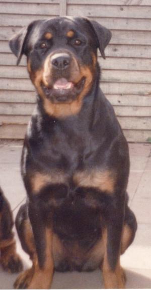 ROSIE