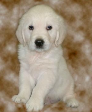 Molly as a seven week old puppy
