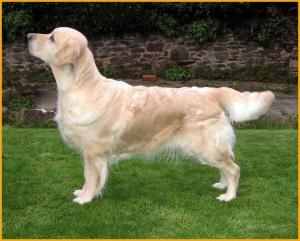 Molly after winning BOB at Northwich Show 11/2/07