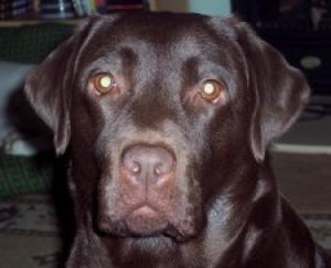 Hazel - head shot