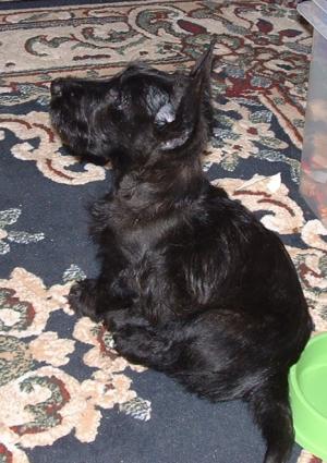 Amy at 9 weeks