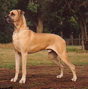 Ch Danemoor The Persian Boy