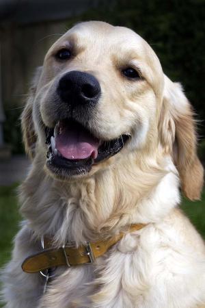 Timber - happy in his new home in Jersey