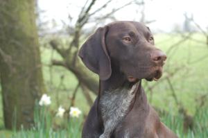 Zak Head Shot